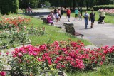 Rosarium na Śląsku - Park Śląski w Chorzowie i Park im. F. Kachla w Bytomiu. Tu kwitną najpiękniejsze róże!