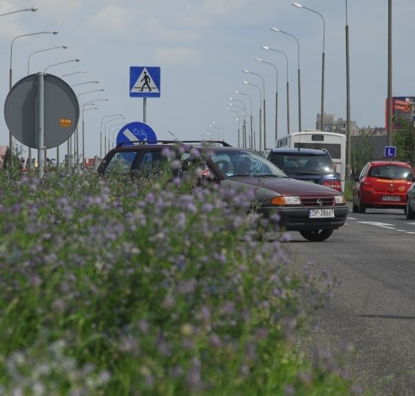 Trawa pomiędzy pasami drogowymi na ul. Sosnkowskiego ma kilkadziesiąt centymetrów. - Robi się naprawdę niebezpiecznie - alarmują kierowcy.