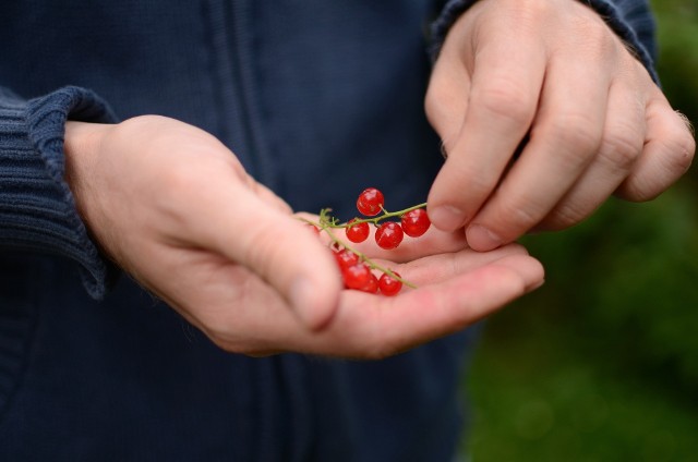 Czerwone porzeczki od wieków słyną ze swego zbawiennego wpływu, jaki wywierają na układ trawienny. Zobacz, dlaczego warto jeść czerwone porzeczki.