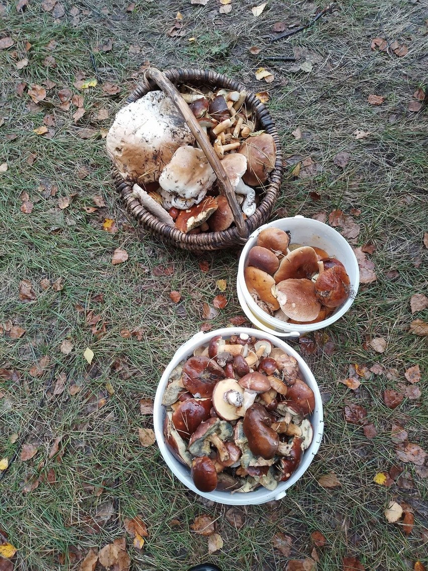 Dużo grzybów w naszych lasach. Mieszkańcy regionu radomskiego chwalą się swoimi zbiorami i okazami. Zobacz zdjęcia