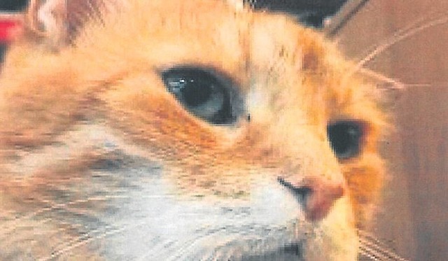 Odnalazł się 18-letni rudy kot - nazywany maskotką Koszalina