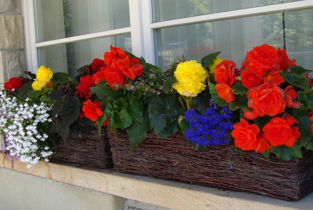 Na zacienionym balkonie lub parapecie można mieć piękne kwiaty. Jest sporo roślin, które nie przepadają za słońcem.