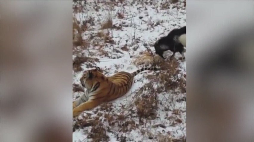 Tygrys z rosyjskiego ZOO zaprzyjaźnił się z kozą