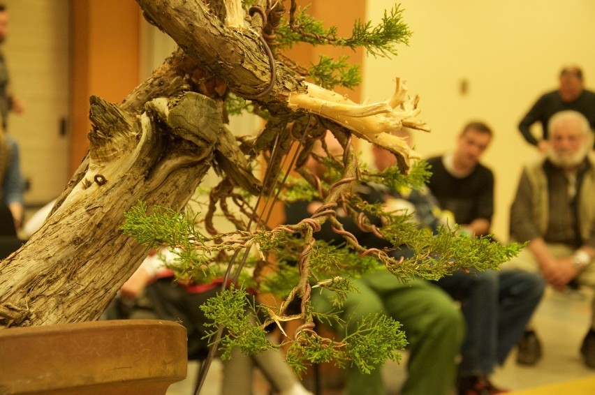 Drzewka bonsai na wystawie we Wrocławiu (ZDJĘCIA, PROGRAM)