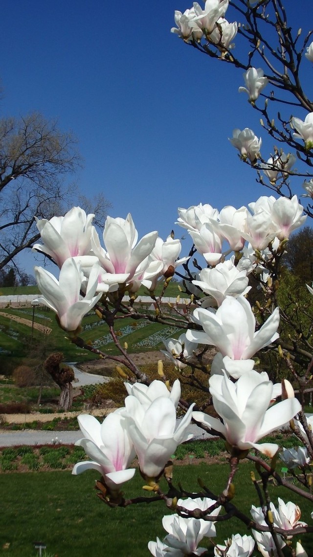 Kwitnące magnolie