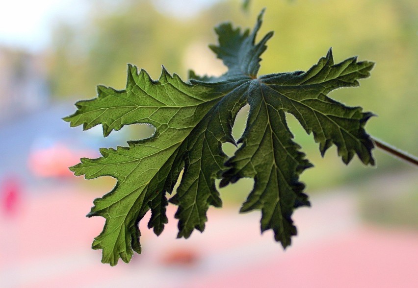 Liście pelargonii pachnącej, zwanej anginką, zawierają...