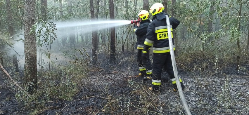 Łódzkie: Pożar lasu. Strażacy apelują o rozwagę. Zdjęcia 