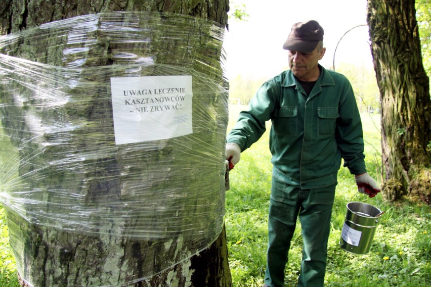 Wiosenna akcja ochrony drzew przed szrotówkiem w Lublinie