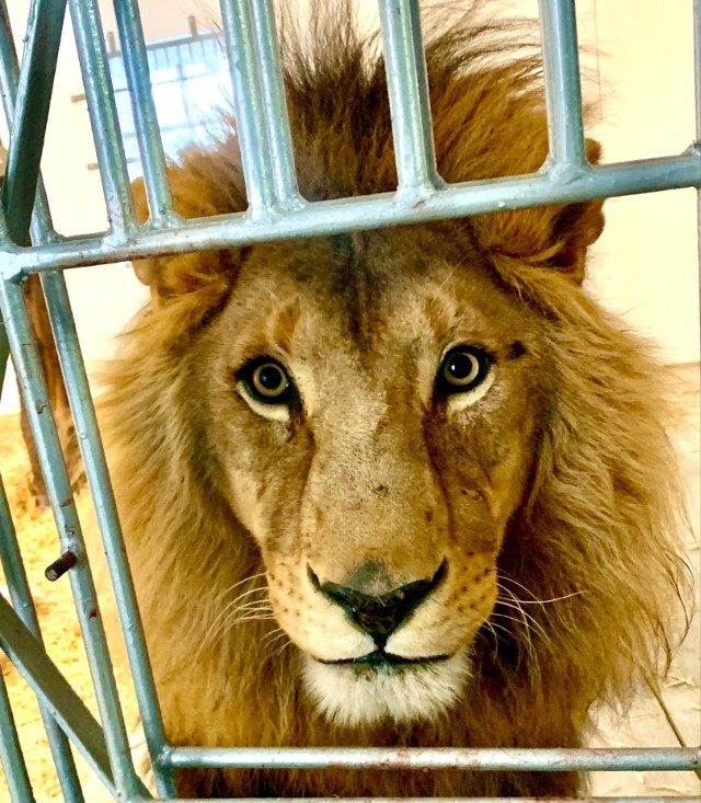 Dwa lwy trafiły do prywatnego ogrodu zoologicznego. Wcześniej były maltretowane.