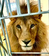 Lwy były bite i maltretowane. Trafiły do prywatnego zoo na Pomorzu (wideo, zdjęcia)