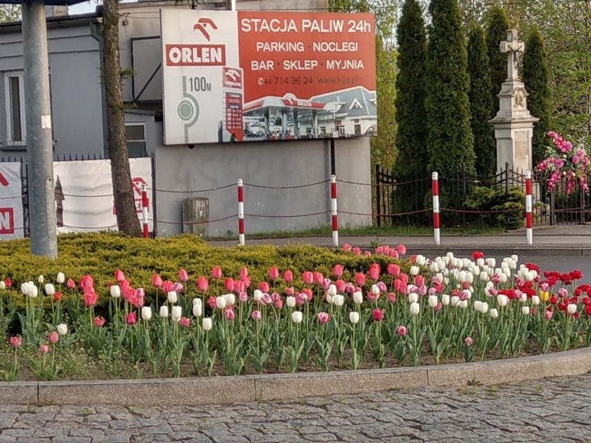 W Koluszkach widać wiosnę - w parku kwitną bratki, na rondach tulipany [ZDJĘCIA]