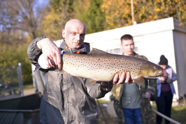 Od 5 listopada do końca tego tygodnia w Parku Krajobrazowym Dolina Słupi trwają "Warsztaty tarliskowe".Poświęcone są one badaniu naturalnego tarła ryb wędrownych w dorzeczu Słupi. W zajęciach uczestniczą studenci z Olsztyna, Szczecina i Warszawy, pracownicy Wojewódzkiego Funduszu Ochrony Środowiska i Gospodarki Wodnej w Gdańsku oraz Pomorskiego Zespołu Parków Krajobrazowych. Prowadzone są wykłady poruszające m.in. zagadnienia dotyczące samego dorzecza Słupi, specyfiki rzek przymorskich oraz zabudowy hydrotechnicznej i realizowanych projektów. Integralną częścią warsztatów są wyjazdy terenowe. W środę powadzono odłowy ryb na rzece Skotawie, a w czwartek uczestnicy przenieśli się na przepławkę na rzece Słupi w Parku Kultury i Wypoczynku w Słupsku. Warsztaty, które zorganizowano już pod raz 15, dofinansowane są z WFOŚiGW w Gdańsku.