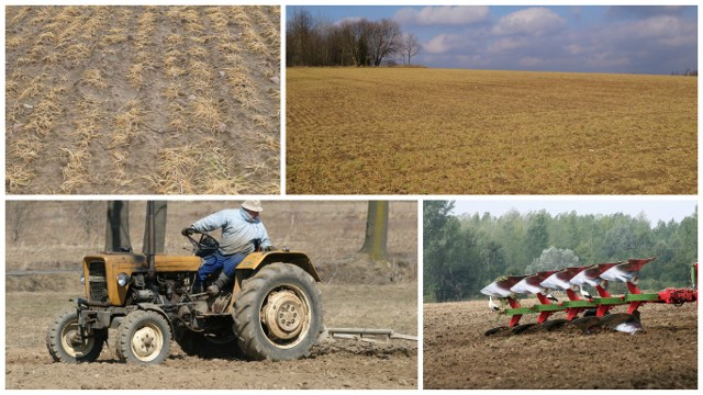 Pracownicy powiatowych zespołów doradztwa rolniczego przeprowadzili ocenę plantacji zbóż. Średnia nota dla wszystkich zbóż wynosi 2,8  punktu w skali pięciostopniowej (5 – najlepiej, 1 – najgorzej)