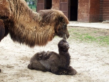 W Śląskim Ogrodzie Zoologicznym urodził się wielbłąd...