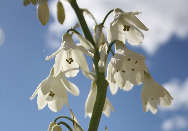Galtonie mają ładne dzwonkowate kwiaty, które rozwijają się od sierpnia, czasem już lipca, aż do września.