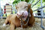 Zakończyły się dwudniowe targi rolnicze Agro-Targ Kalsku 2019. Zobacz naszą zdjęciową relację 