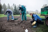 W ogrodzie botanicznym w Łodzi: Tysiące tulipanów do posadzenia