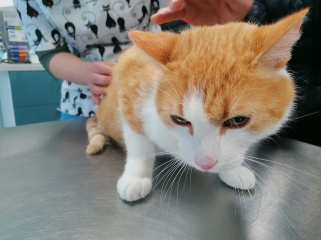 Kot postrzelony na osiedlu Południe we Włocławku jest już po operacji. Czeka go długie leczenie i rehabilitacja