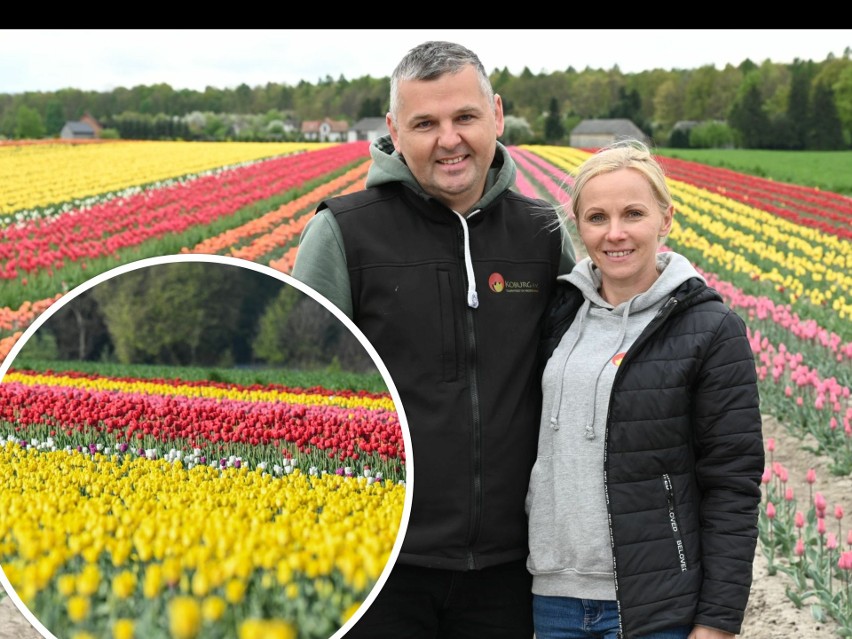 Aneta i Mirosław Szczechla, właściciele tulipanowych pól...