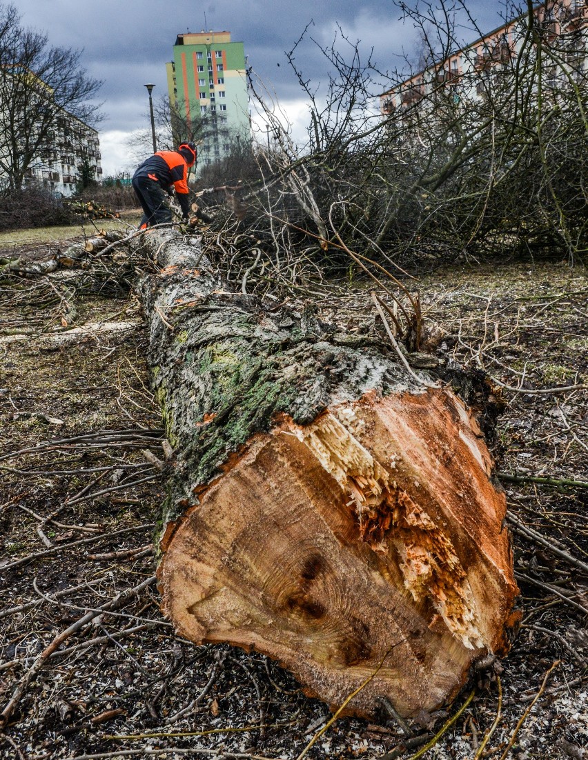 Na Kapuściskach usuniętych zostanie 55 drzew. Wykarczowane...