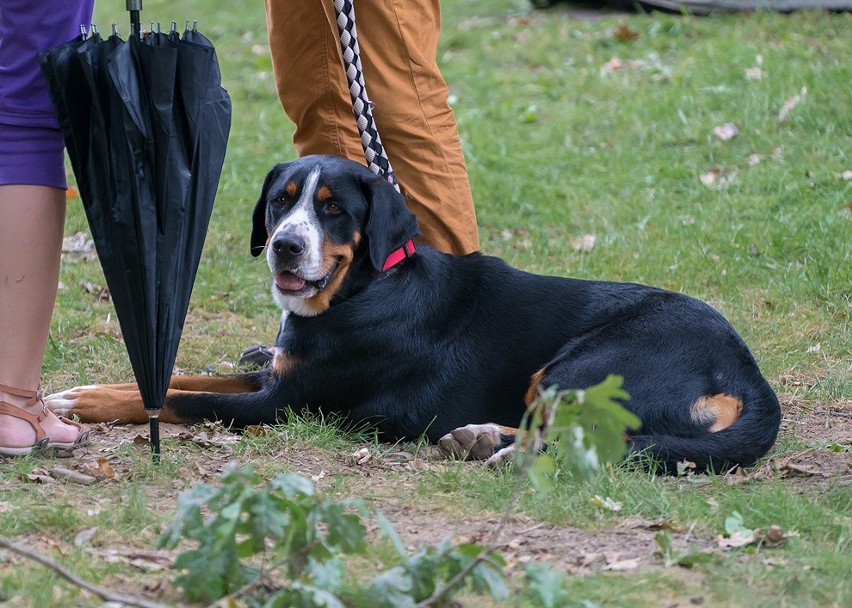 Nowy Sącz. Wystawa psów rasowych [ZDJĘCIA]