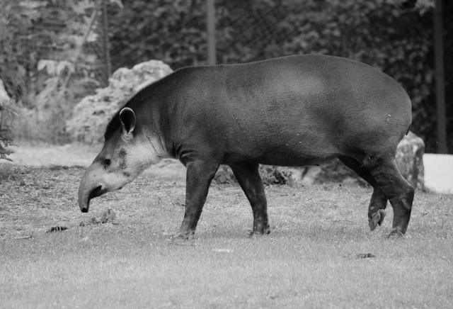 Pracownicy ogrodu zoologicznego żegnają tapira Gwizdka.