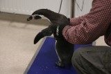 Wrocław: Pingwin na badaniu rezonansem. Bo się przewracał