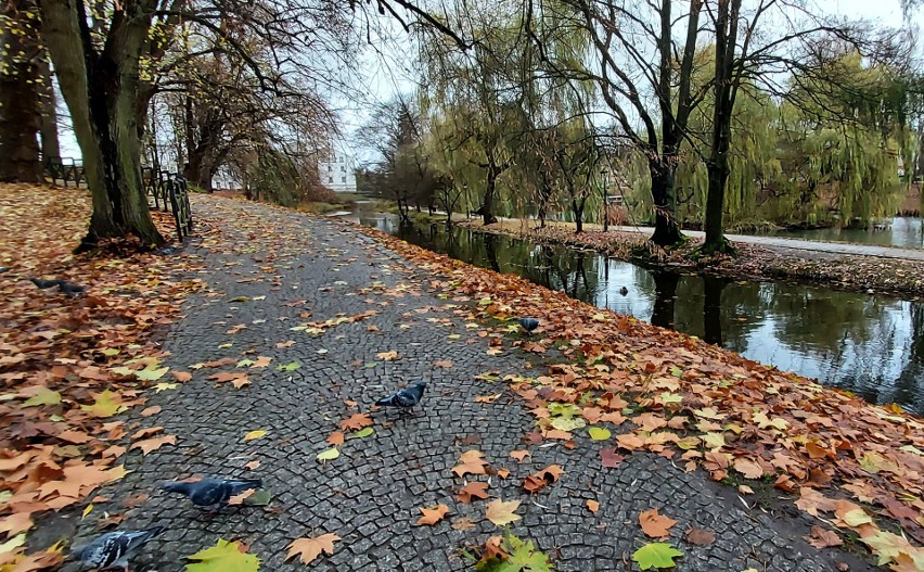 Ścieżki w parku w Koszalinie do remontu. Z miejskiej kasy ubędzie 30 tysięcy złotych 