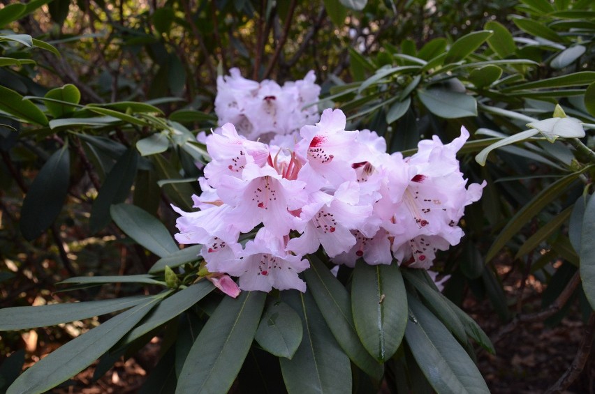 Wrocław: Zamykają ogród botaniczny. Ostatni weekend zwiedzania (CENY, GODZINY OTWARCIA)