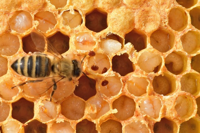 Varroa destructor przypomina kleszcza, żeruje na pszczołach i ich larwach, znacznie osłabiając kondycję rodzin pszczelich. Nieleczone są skazane na obumarcie