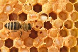 Naukowcy radzą leczyć pszczoły także zimą. To nowość dla doświadczonych pszczelarzy 