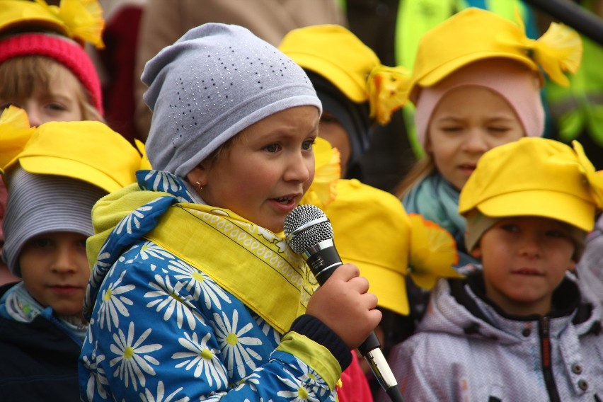 W Żorach zasadzili prawie 1000 żonkili, tworząc "Pole Nadziei" przy hospicjum