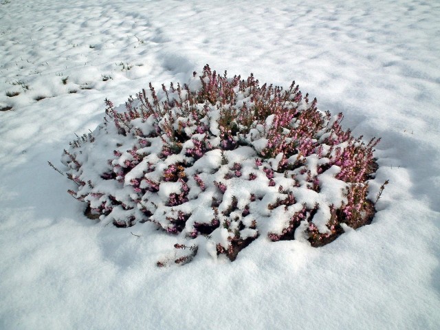 Niektóre rośliny ogrodowe mogą kwitnąć zimą - warto je mieć. Przejdź do kolejnych zdjęć - możesz użyć strzałek lub gestów.