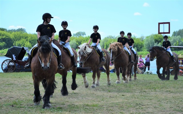 Konie zimnokrwiste ze stada ogierów w Kętrzynie prezentowane były także na błoniach nadwiślańskich w Grudziądzu