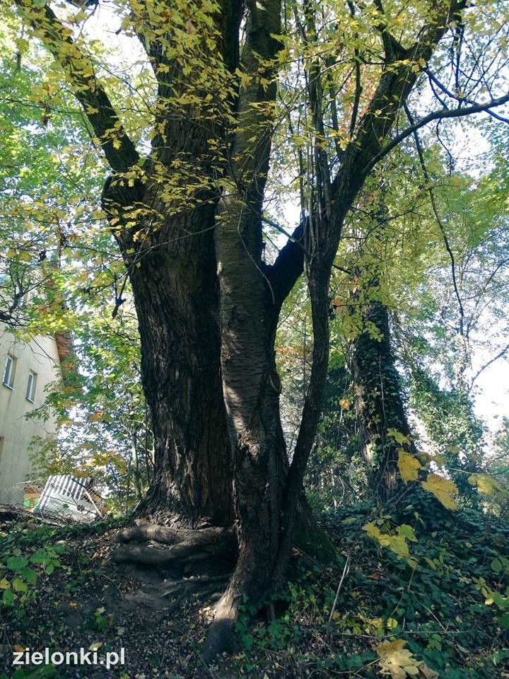 Półdziki skwer w Zielonkach pod lupą najmłodszych odkrywców przyrody