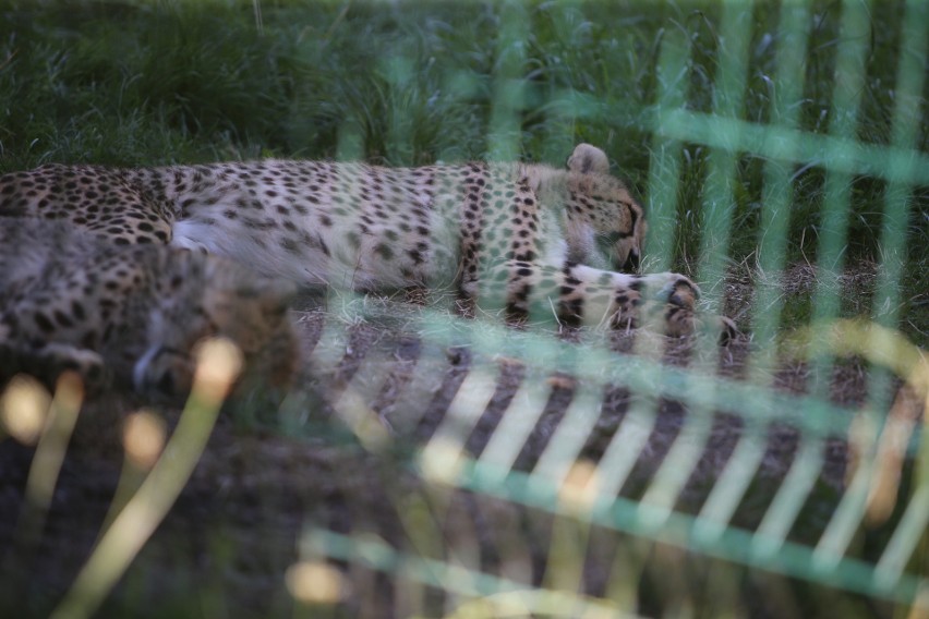 Mieszkańcy Śląskiego Ogrodu Zoologicznego....