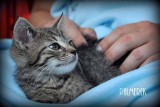 Urodził się w palmiarni, ma na imię Palmerek. Fundacja Animalia szuka domu dla kotka