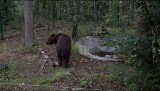 Niedźwiedzie z Kijowa trafiły do poznańskiego zoo. "Od wczoraj spacerują w deszczu po lesie"