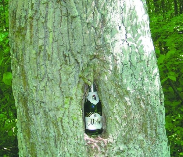 Gdyby przy czerwonym szlaku, tuż koło Hajnówki, stały kosze na śmieci, najprawdopodobniej ta butelka nie znalazłaby się w środku drzewa.