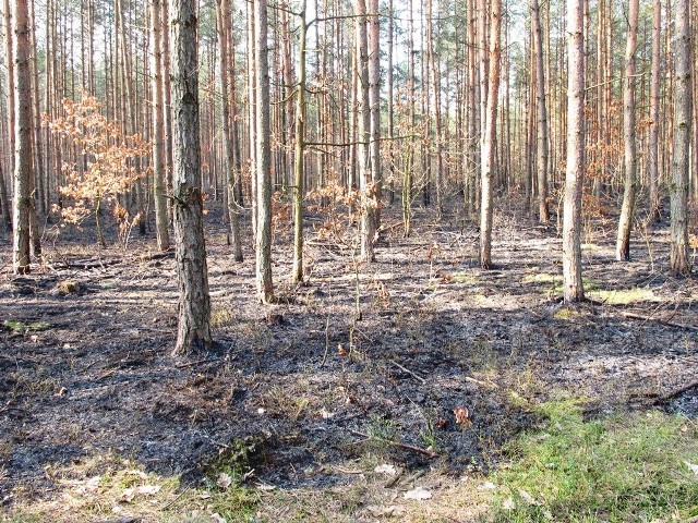 W 2015 roku odnotowano na terenie nadleśnictwa 14 pożarów lasu na łącznej powierzchni 4,35 ha. Na zdjęciu skutek pożaru lasu w Leśnictwie Przejazd.