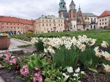 Wiosna zawitała na Wawel. Kwitną żonkile, tulipany i szafirki (ZDJĘCIA) 