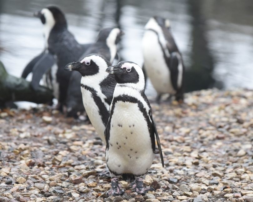 Łódzki ogród zoologiczny