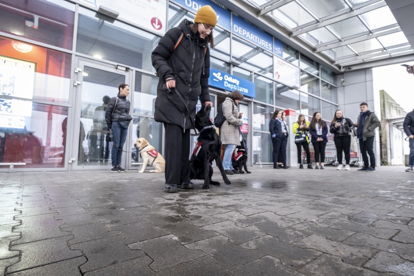 Trening przyszłych psów asystujących na lotnisku w Poznaniu....