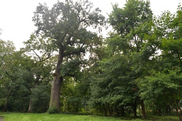 Zabytkowy park w Ruszczy może doczekać się rewitalizacji