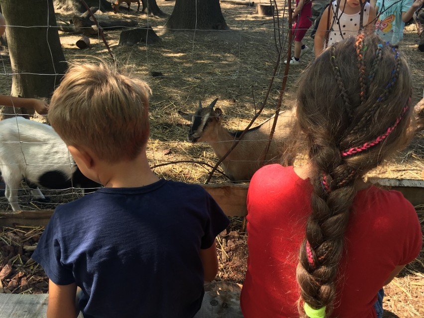 Ogródek farmera nową atrakcją w Twinpigs w Żorach - można zrobić selfie ze zwierzakami ZDJĘCIA