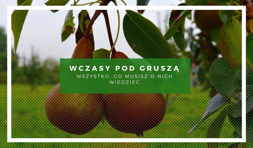 Wczasy pod gruszą: wszystko, co musisz o nich wiedzieć