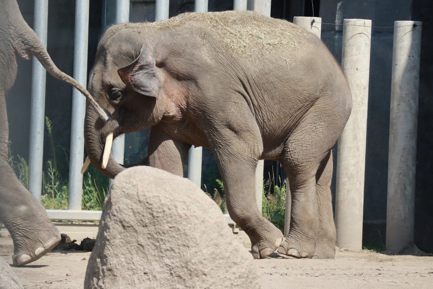 Trzeci słoń w Orientarium w Łodzi. W zoo będą wychowywane młode słonie   