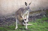 Zoo w Łodzi przygotowuje się do zimy. Które zwierzęta spędzą je w pomieszczeniach na zapleczu, które na wybiegach? 