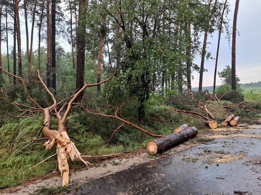 Lipcowa wichura połamała drzewa niczym zapałki - tak...