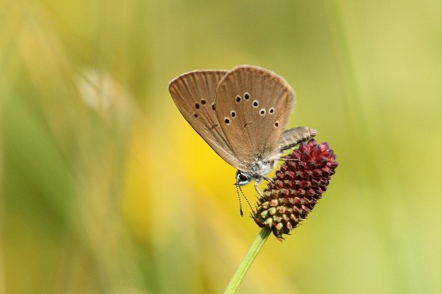 Jednym ze stu lubuskich motyli jest modraszek